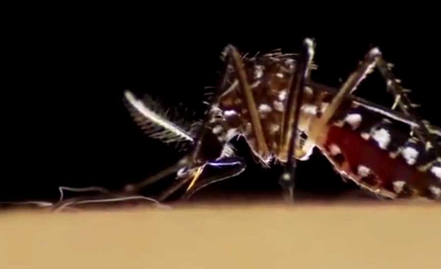 Вакцины и радиация: с комарами в ЕС бороться будут по-новому